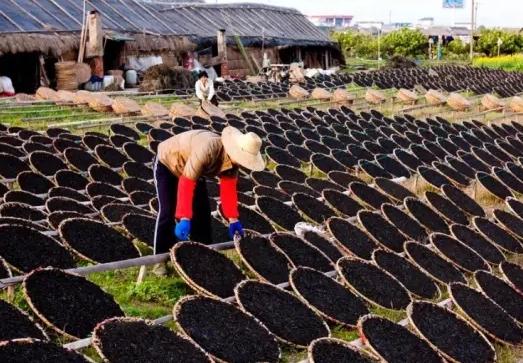 深土紫菜：漳浦深土镇特产，国家地理标志--深土紫菜,产地宝