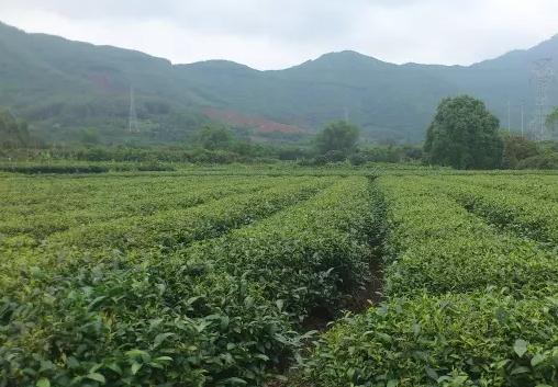 盘陀金萱茶：漳浦盘陀镇特产，国家地理标志产品-盘陀金萱茶,产地宝