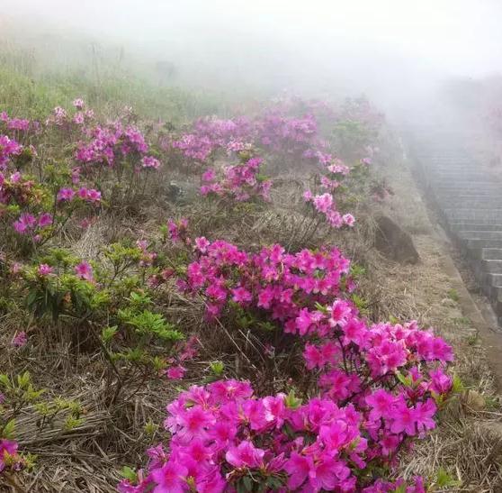 大芹山-名峰山庄：福建漳州平和产地宝-大芹山-名峰山庄,产地宝