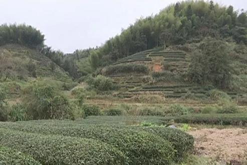 南靖丹桂：南靖奎洋镇上洋村特产，国家地理标志产品-高山茶 南靖丹桂,产地宝