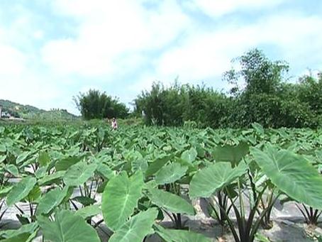 永定六月红早熟芋：龙岩仙师镇特产，国家地理标志产品-六月红早熟芋,产地宝