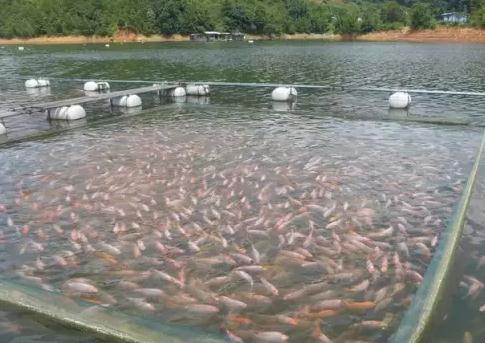 棉花滩库区（永定段）生态休闲渔业:福建龙湖生态渔业公司,产地宝