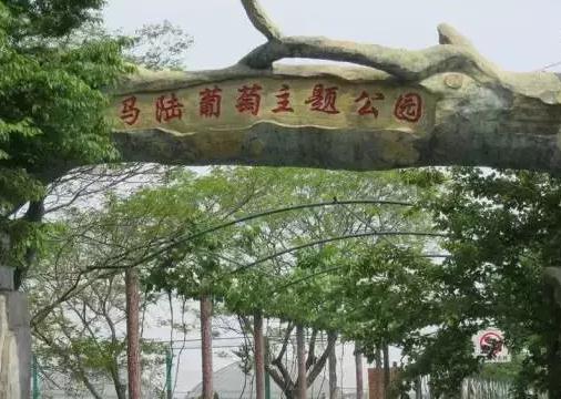 马陆葡萄：上海市嘉定区马陆镇特产，国家地理标志产品-嘉定马陆葡萄,产地宝