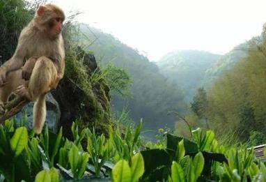 安徽黄山产地宝：太平猴魁,黄山区特,国家地理标志产品-绿茶太平猴魁,产地宝