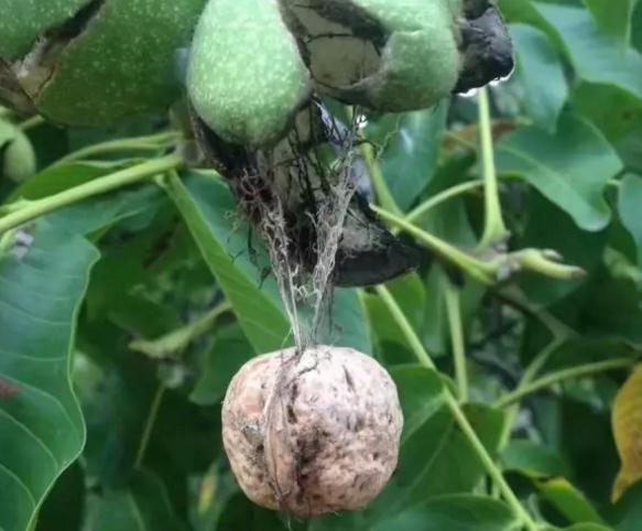 林芝核桃:西藏林芝朗县产地宝,林芝特产,国家地理标志产品-林芝核桃,产地宝