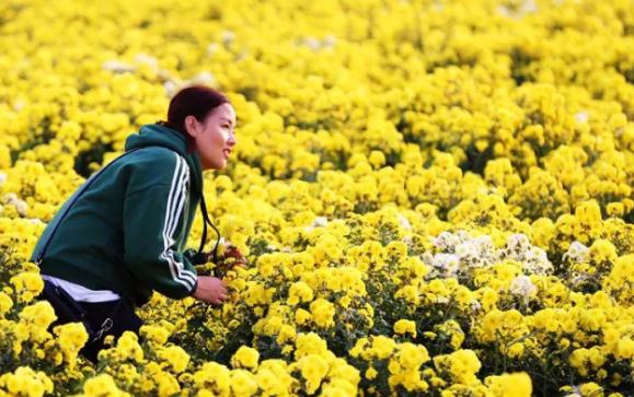 怀菊花:焦作市温县产地宝,特产,国家地理标志产品-四大怀药之怀菊花,产地宝