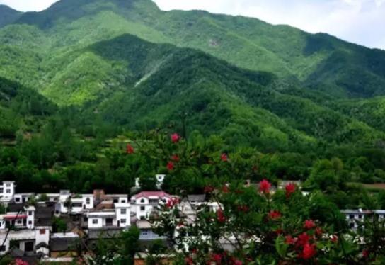 汝阳杜仲:洛阳市汝阳县特产,国家地理标志产品-汝阳杜仲 鸡冠山杜仲茶,产地宝