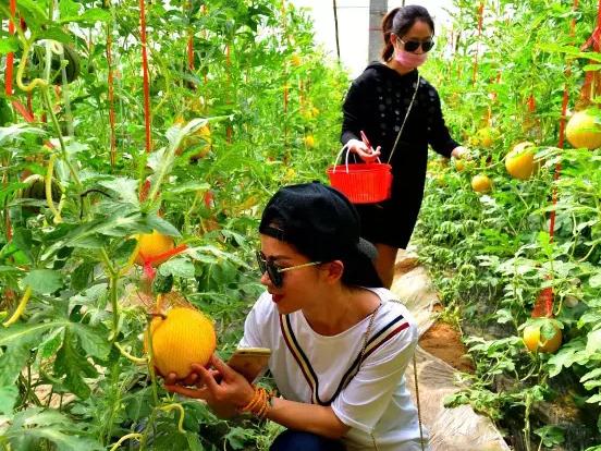 孟津产地宝:朝阳镇阎凹村特产-孟津聚泉农场袖珍西瓜,草莓,产地宝