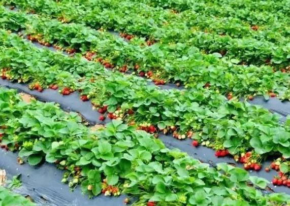 孟津产地宝:孟津卓安农业观光园草莓瓜果-洛阳特产草莓、瓜果,产地宝