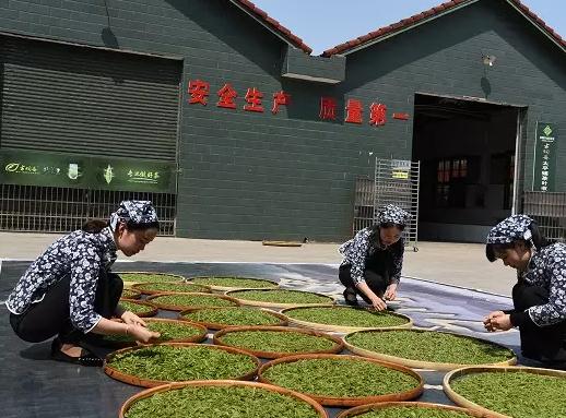 桃源野茶王:常德市桃源县特产,国家地理标志产品-桃源野茶王,产地宝