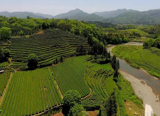 桃源红茶:常德市桃源县特产,国家地理标志产品-湖红工夫 桃源红茶,产地宝