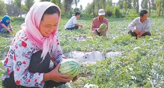 玉门西瓜,蜜瓜:酒泉市玉门县花海镇特产-玉门产地宝花海西瓜,蜜瓜,产地宝