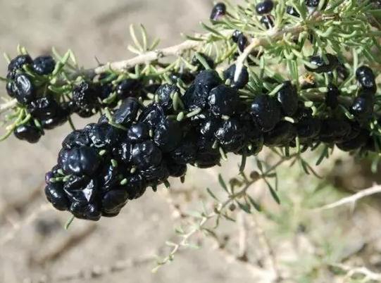 玉门西域红宝枸杞:酒泉市玉门县花海镇特产-西域红宝生物公司枸杞,产地宝