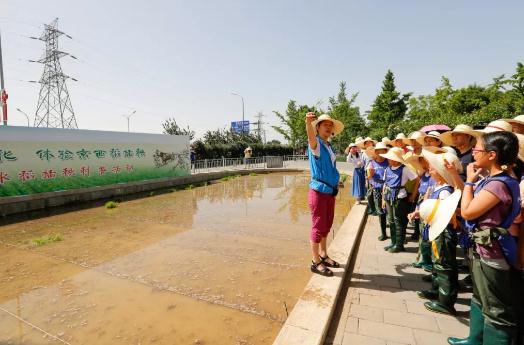 京西稻:北京市海淀区镇特产,国家地理标志产品-清朝贡米京西稻,产地宝