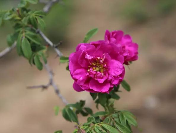 妙峰山玫瑰花:北京市门头沟区涧沟村特产-妙峰山玫瑰花,产地宝