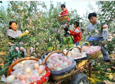 万荣苹果:运城市万荣县特产,国家地理标志产品-万荣苹果,产地宝