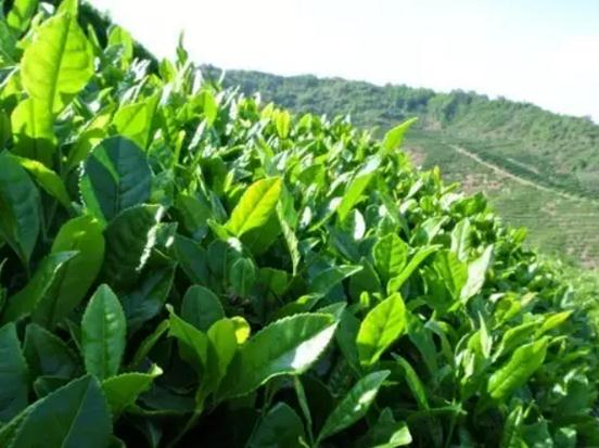 桐城小花绿茶:安庆市桐城市特产,国家地理标志产品-桐城小花绿茶,产地宝