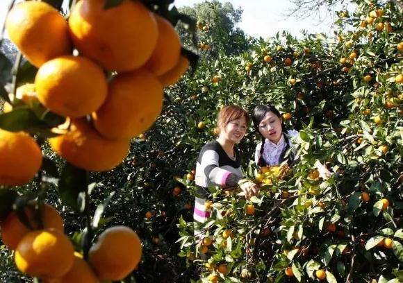 安庆太湖花亭湖蜜桔:安徽省安庆市太湖县特产-太湖花亭湖蜜桔,产地宝