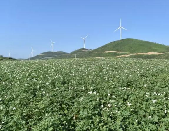 金阳青花椒:四川省凉山州金阳县特产-青花椒 央视产销对接活动,产地宝