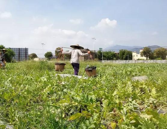 怀集谭脉西瓜:肇庆市怀集县梁村镇特产,国家地理标志产品-谭脉西瓜,产地宝