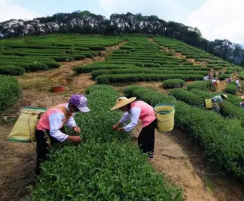 怀集新岗美人茶:肇庆市怀集县特产-怀集新岗美人茶,产地宝