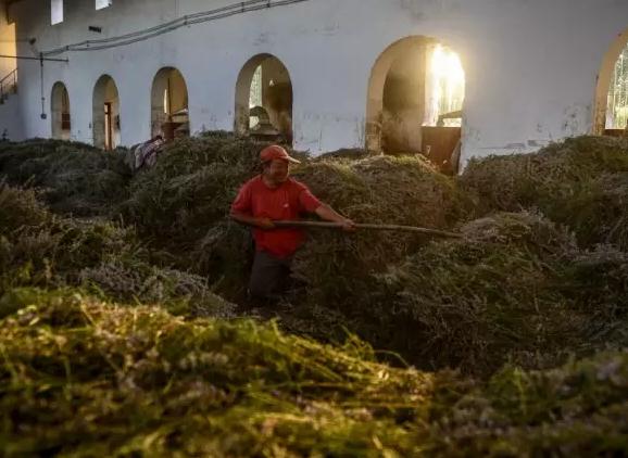 伊犁薰衣草精油:伊犁州霍城县特产,国家地理标志产品-薰衣草精油,产地宝