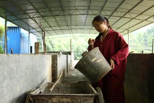 东兰黑山猪:河池东兰县东里村特产-唐双凤回乡养殖黑山猪,产地宝