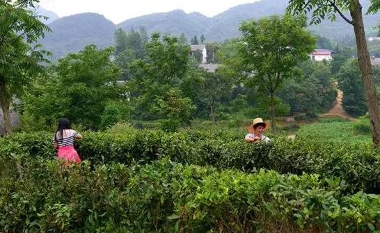 大方海马宫茶叶:毕节大方县海马宫村特产-大方产地宝海马宫茶叶,产地宝