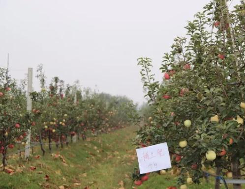 兴城苹果:葫芦岛兴城县特产,国家地理标志产品-兴城产地宝苹果,产地宝