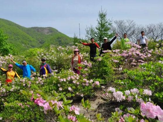 东港最大的杜鹃花群落:丹东东港市大城山谷哒香花-大荔香花,产地宝