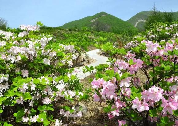 东港最大的杜鹃花群落:丹东东港市大城山谷哒香花-大荔香花,产地宝