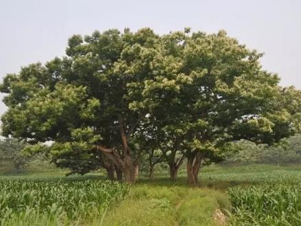 宽城板栗:承德宽城特产板栗,国家地理标志产品,宽城产地宝-板栗,产地宝