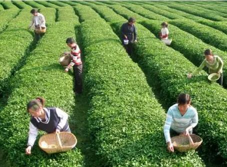 修水双井绿茶:九江修水特产绿茶,国家地理标志产品,产地宝-双井绿茶,产地宝