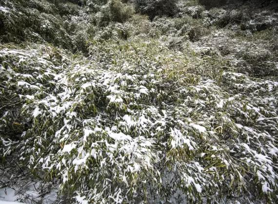 玉山竹:上饶玉山特产,玉山产地宝,名优农产品-玉山竹,产地宝