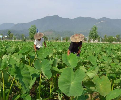 铅山红芽芋:上饶铅山特产芋头,国家地理标志产品,铅山产地宝-红芽芋,产地宝