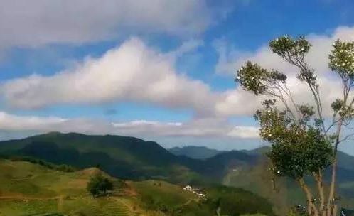 广丰铜钹山高山茶:上饶广丰特产茶叶,广丰产地宝-铜钹山高山茶,产地宝