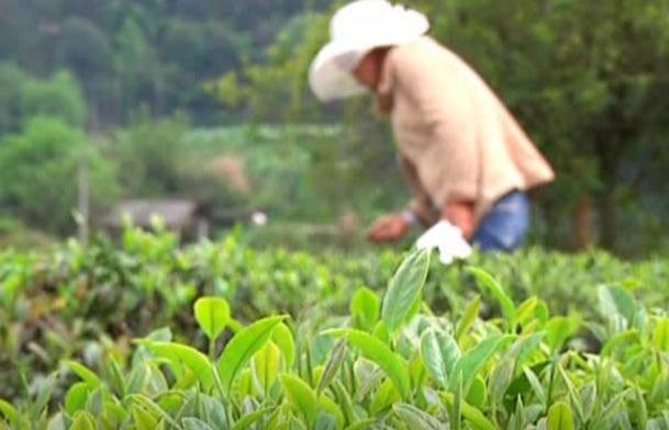 婺源绿茶:上饶婺源特产绿茶,国家地理标志产品,婺源产地宝-婺源绿茶,产地宝