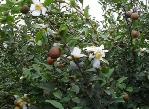 永丰茶油:吉安永丰特产茶油,国家地理标志产品,永丰县产地宝-茶油,产地宝