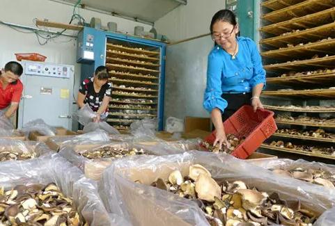 临川虎奶菇:抚州临川特产,国家地理标志产品,临川区产地宝-虎奶菇,产地宝