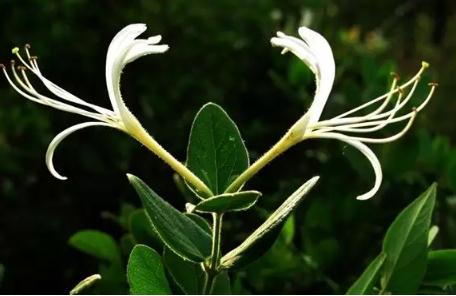 密县金银花:郑州新密特产金银花,地理标志产品,新密市产地宝金银花,产地宝