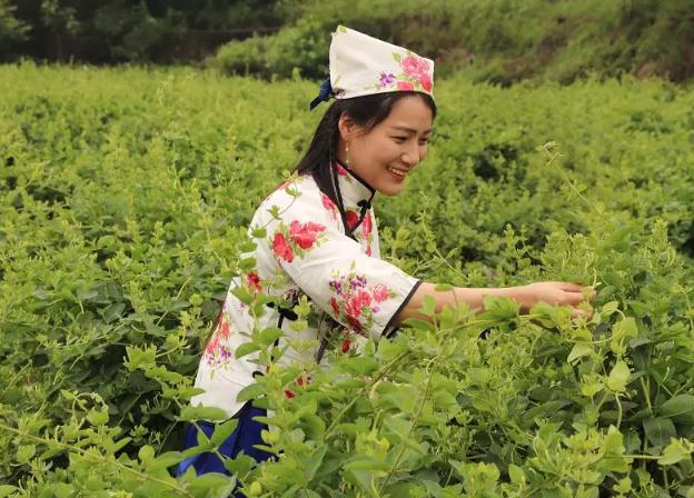 尖山金银花:郑州新郑特产金银花,国家地理标志产品,产地宝尖山金银花,产地宝