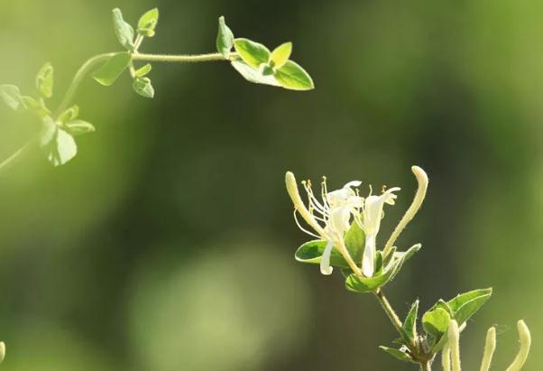 封丘金银花:新乡封丘特产金银花,封丘县产地宝,地理标志产品-金银花,产地宝