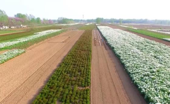 亳白芍:亳州谯城区涡阳县特产亳白芍,国家地理标志产品,产地宝-亳白芍,产地宝