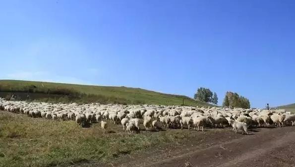 萧县白山羊:宿州萧县特产白山羊,国家地理标志产品,萧县产地宝白山羊,产地宝