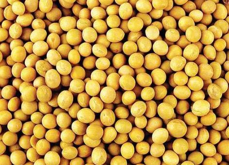 子洲黄豆:榆林子洲特产子洲黄豆,国家地理标志产品,子洲县产地宝-黄豆,产地宝