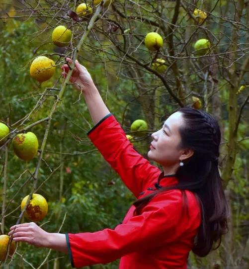 白河木瓜:安康白河特产白河木瓜,国家地理标志产品,产地宝-白河木瓜,产地宝