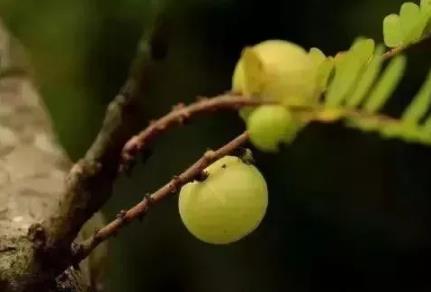 谷饶狮头油甘:汕头潮阳谷饶镇特产狮头油甘,潮阳产地宝-狮头油甘,产地宝