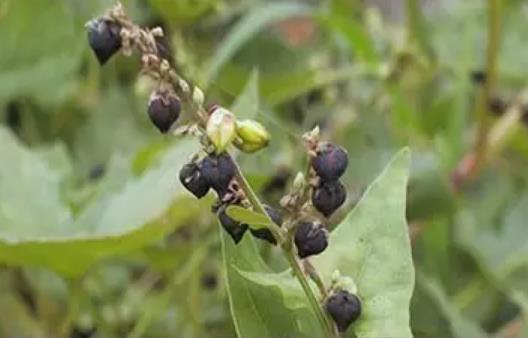 甘洛黑苦荞:凉山甘洛县特产黑苦荞,地理标志产品,产地物产甘洛黑苦荞,产地宝