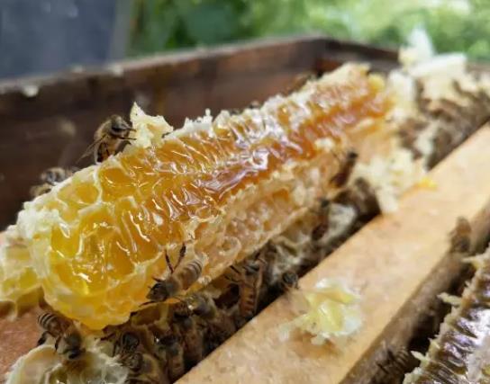 武隆白马蜂蜜:重庆市武隆区特产蜂蜜,地理标志产品,产地物产白马蜂蜜,产地宝