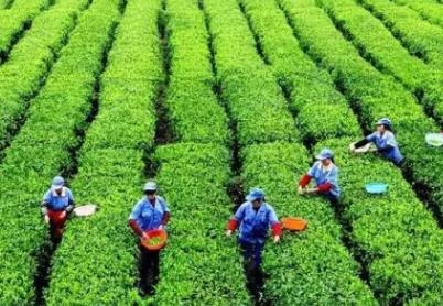 秀山茶叶:重庆市秀山县特产茶叶,国家地理标志产品,产地物产-秀山茶叶,产地宝